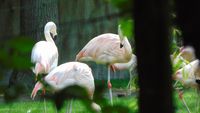 Flamingos bei der Zooführung